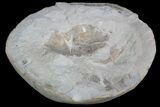 D Fossil Crab (Portunites) Washington - Washington State #92936-3
